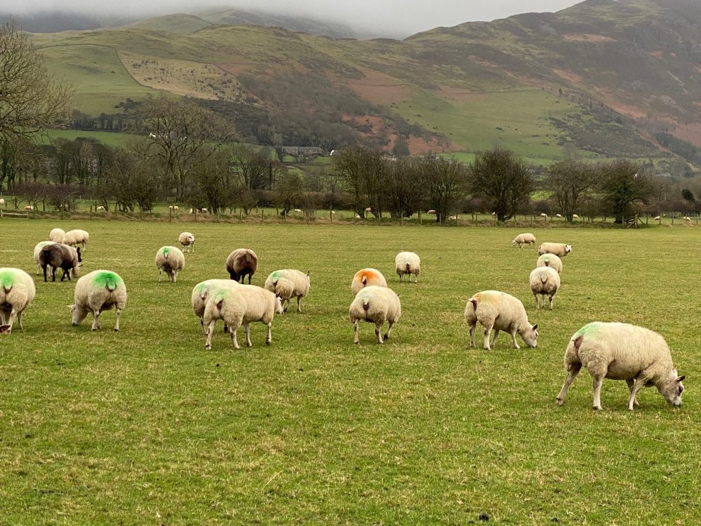 Hopes Auctioneers Wigton