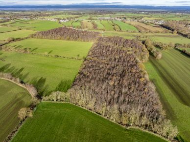 WOODLAND AT KIRKBAMPTON